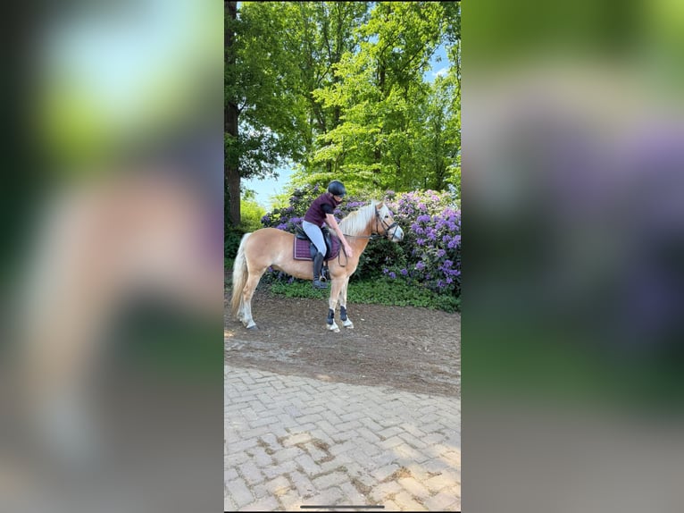 Haflinger Wallach 7 Jahre 145 cm Fuchs in Baarlo