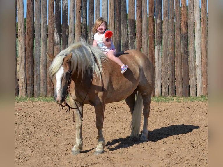 Haflinger Wallach 7 Jahre 145 cm Palomino in Stephenville, TX