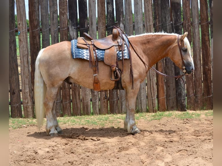 Haflinger Wallach 7 Jahre 145 cm Palomino in Stephenville, TX