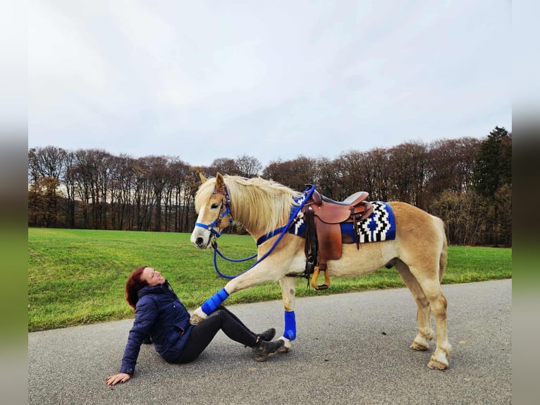 Haflinger Wallach 7 Jahre 146 cm Fuchs in Linkenbach
