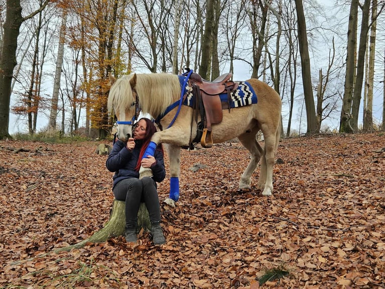 Haflinger Wallach 7 Jahre 146 cm Fuchs in Linkenbach