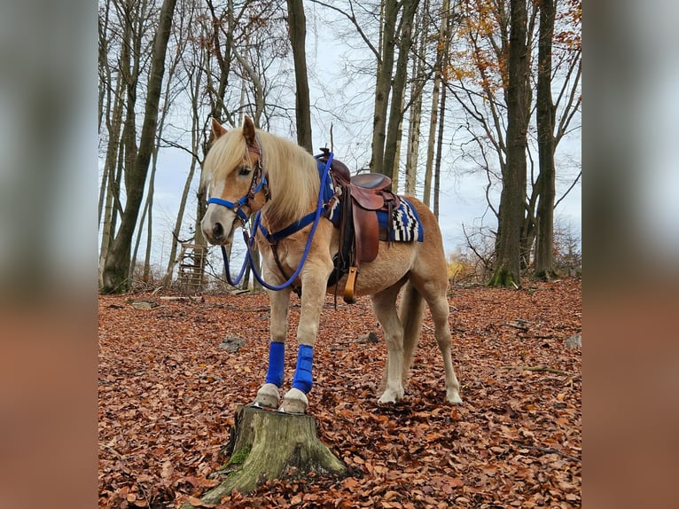 Haflinger Wallach 7 Jahre 146 cm Fuchs in Linkenbach