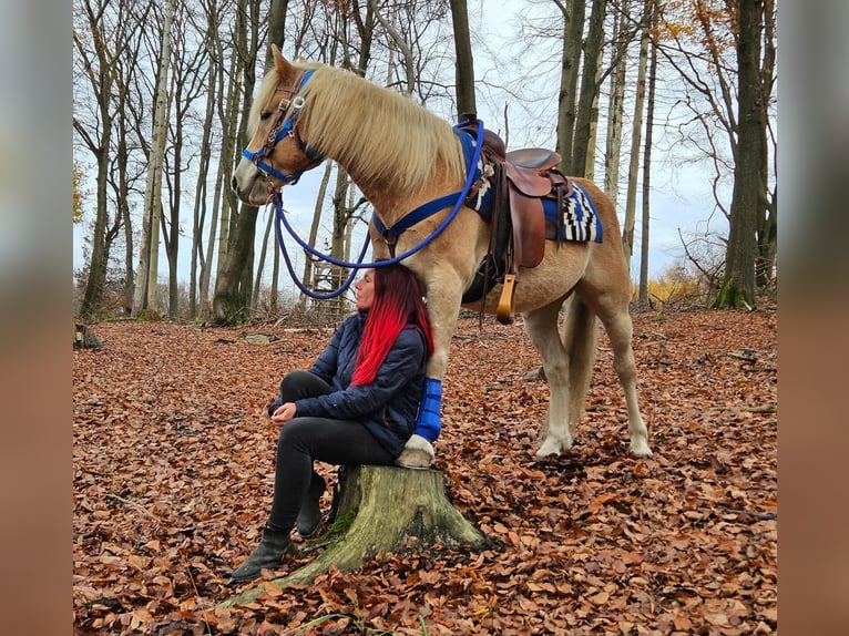 Haflinger Wallach 7 Jahre 146 cm Fuchs in Linkenbach