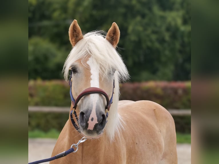 Haflinger Wallach 7 Jahre 147 cm Fuchs in Neustadt (Wied)