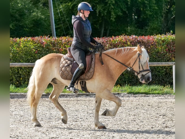 Haflinger Wallach 7 Jahre 147 cm Fuchs in Neustadt (Wied)