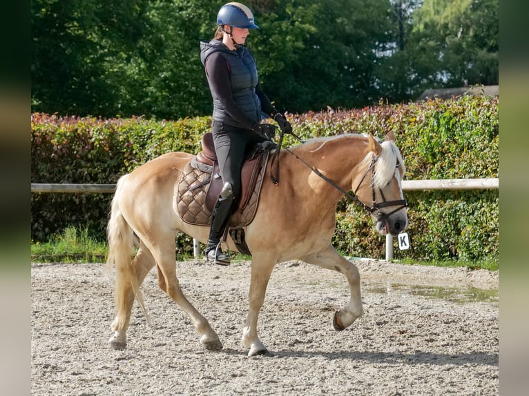 Haflinger Wallach 7 Jahre 147 cm Fuchs in Neustadt (Wied)