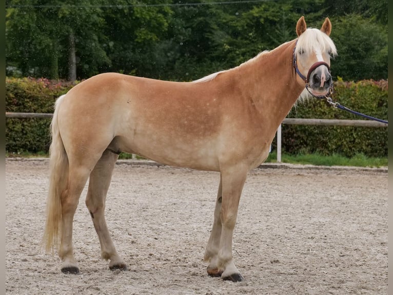 Haflinger Wallach 7 Jahre 147 cm Fuchs in Neustadt (Wied)