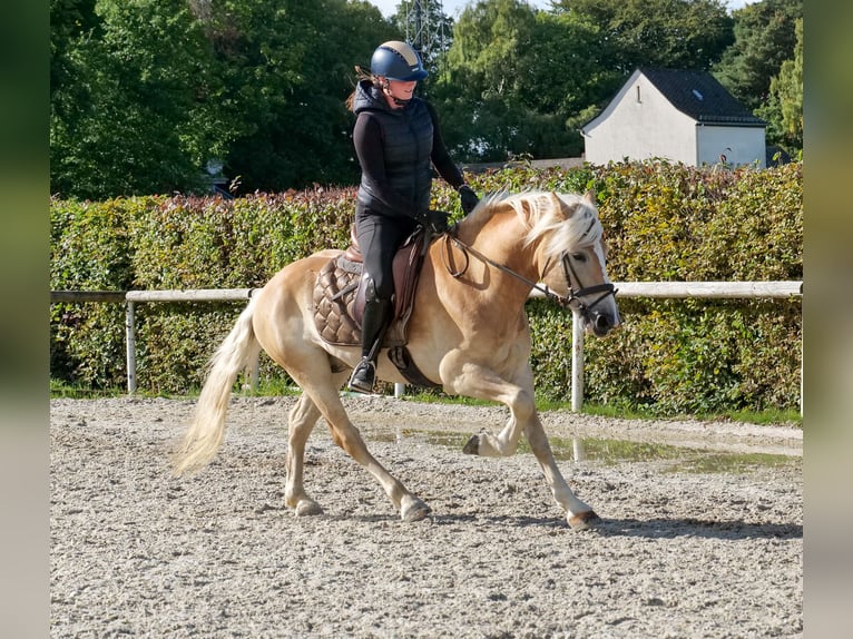 Haflinger Wallach 7 Jahre 147 cm Fuchs in Neustadt (Wied)
