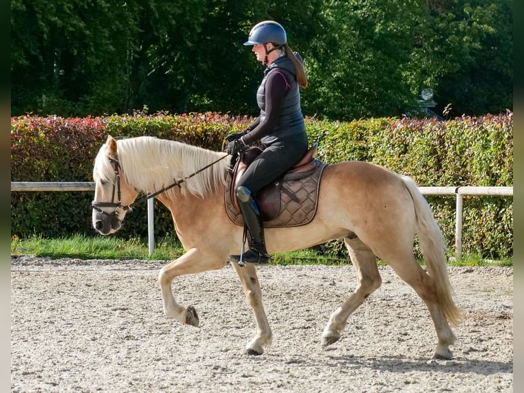 Haflinger Wallach 7 Jahre 147 cm Fuchs in Neustadt (Wied)