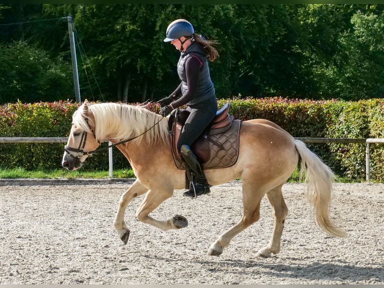 Haflinger Wallach 7 Jahre 147 cm Fuchs in Neustadt (Wied)