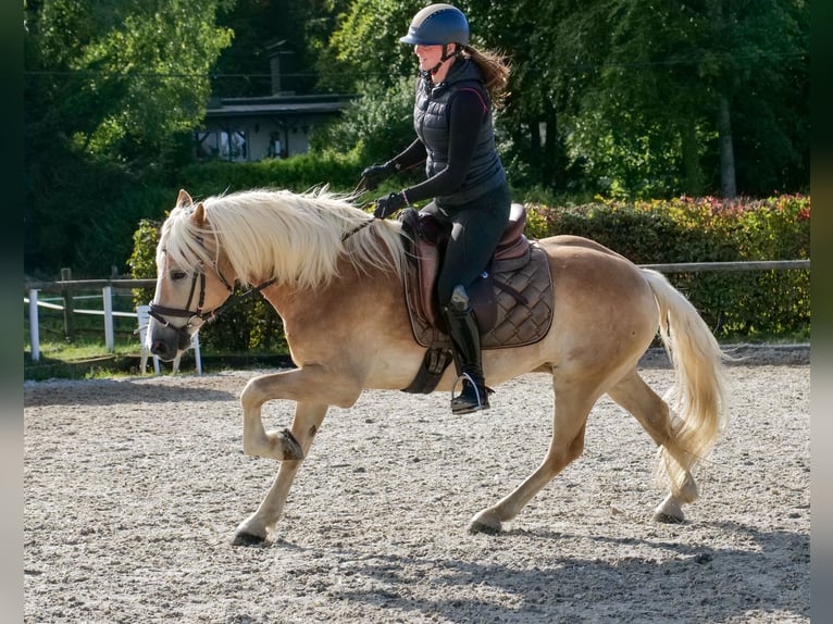 Haflinger Wallach 7 Jahre 147 cm Fuchs in Neustadt (Wied)
