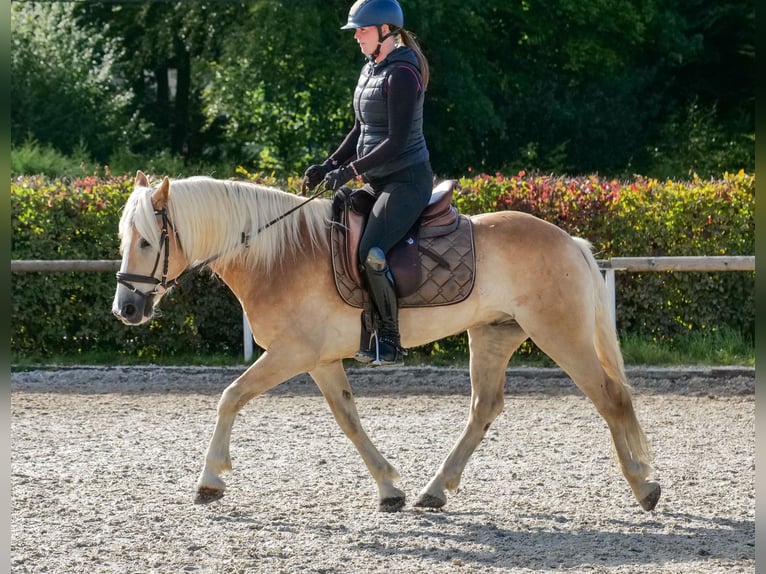 Haflinger Wallach 7 Jahre 147 cm Fuchs in Neustadt (Wied)