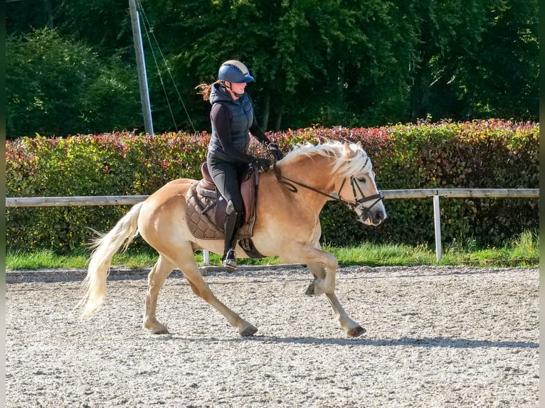 Haflinger Wallach 7 Jahre 147 cm Fuchs in Neustadt (Wied)