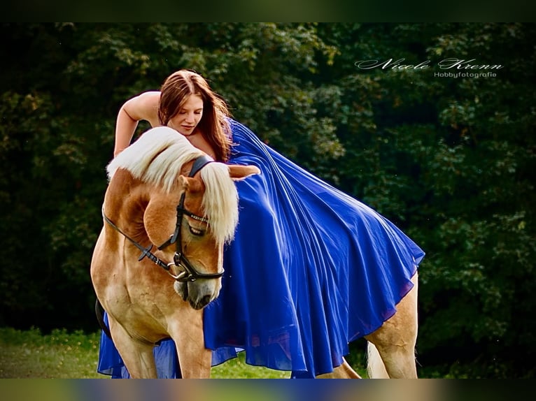 Haflinger Wallach 7 Jahre 148 cm Fuchs in Mank