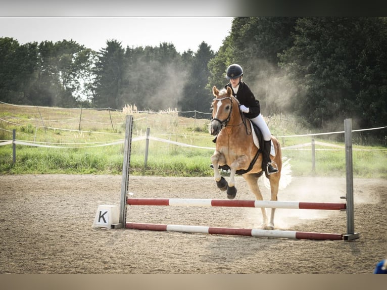 Haflinger Wallach 7 Jahre 148 cm Fuchs in Mank