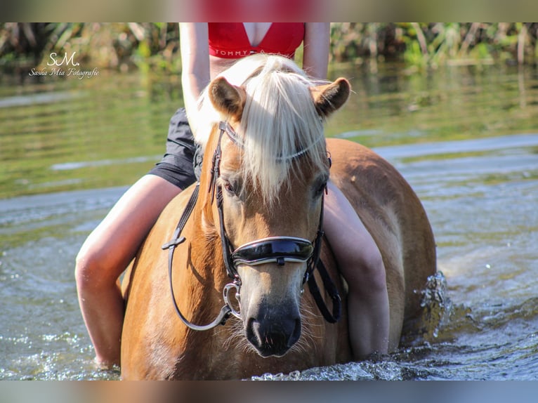 Haflinger Wallach 7 Jahre 148 cm Fuchs in Elsoff