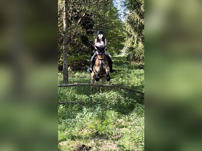 Haflinger Wallach 7 Jahre 148 cm Fuchs in Elsoff