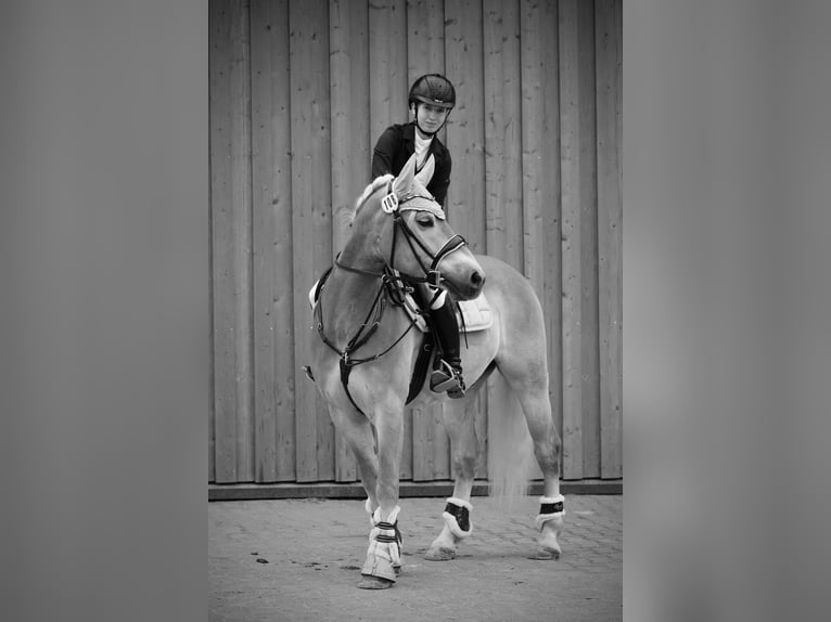 Haflinger Wallach 7 Jahre 148 cm Fuchs in Elsoff