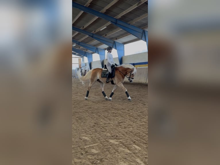 Haflinger Wallach 7 Jahre 148 cm Fuchs in Elsoff