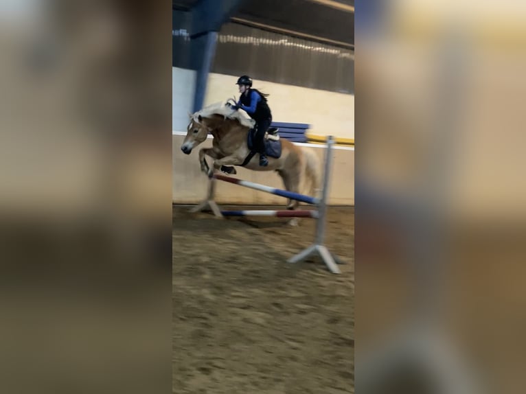 Haflinger Wallach 7 Jahre 148 cm Fuchs in Elsoff