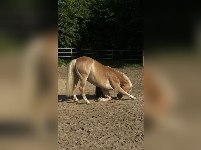 Haflinger Wallach 7 Jahre 148 cm Fuchs in Elsoff