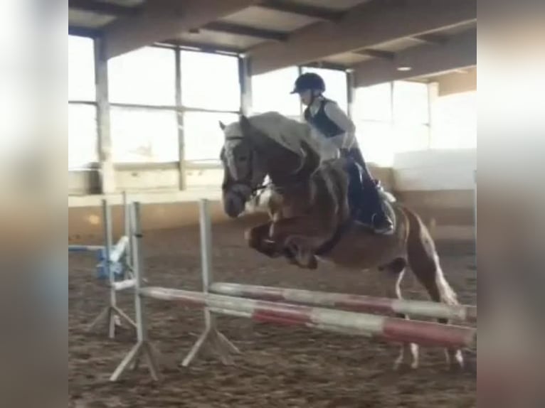 Haflinger Wallach 7 Jahre 148 cm Fuchs in Niederzier