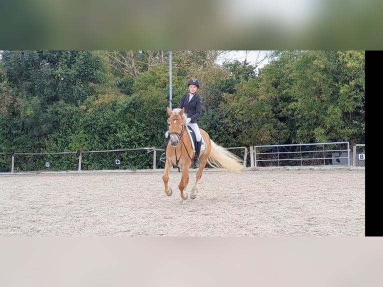 Haflinger Wallach 7 Jahre 148 cm Fuchs in Niederzier