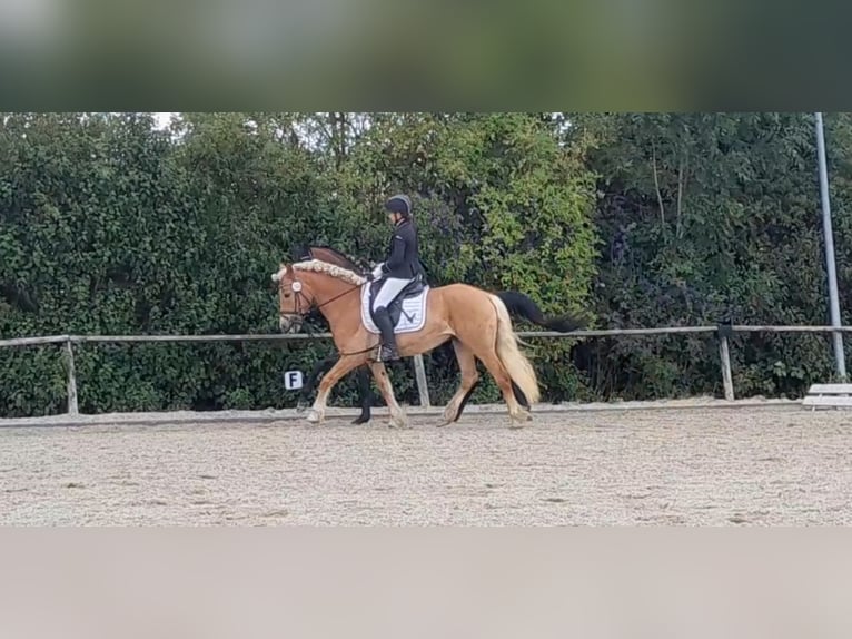 Haflinger Wallach 7 Jahre 148 cm Fuchs in Niederzier