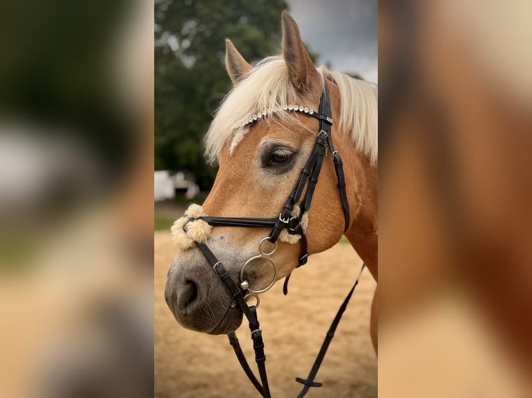Haflinger Wallach 7 Jahre 150 cm Fuchs in Mengerskirchen