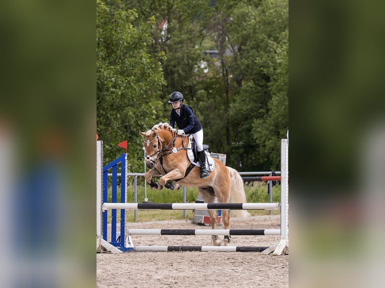 Haflinger Wallach 7 Jahre 150 cm Fuchs in Mengerskirchen