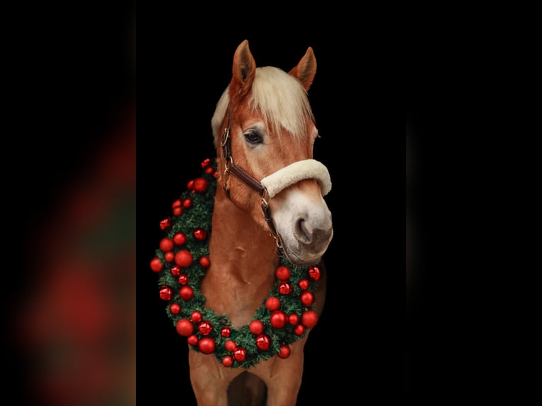 Haflinger Wallach 7 Jahre 150 cm Fuchs in Mengerskirchen