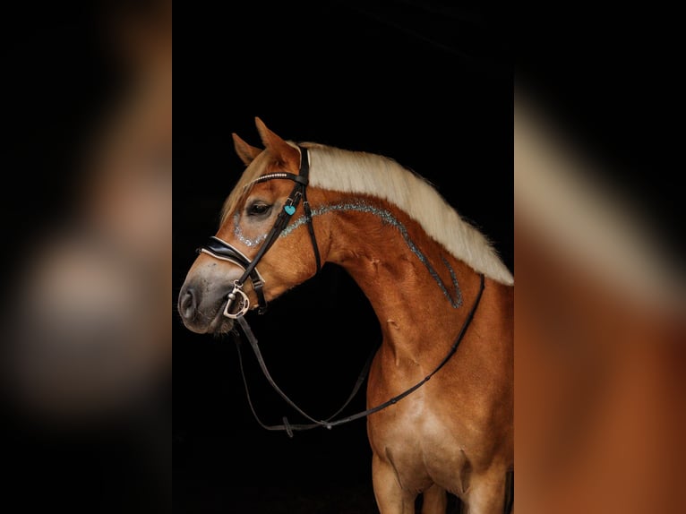 Haflinger Wallach 7 Jahre 150 cm Fuchs in Mengerskirchen
