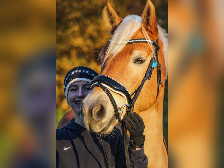 Haflinger Wallach 7 Jahre 150 cm Fuchs in Mengerskirchen