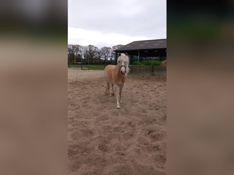 Haflinger Wallach 7 Jahre 152 cm Fuchs in Hengelo