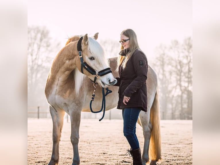 Haflinger Wallach 7 Jahre 152 cm Fuchs in Hengelo
