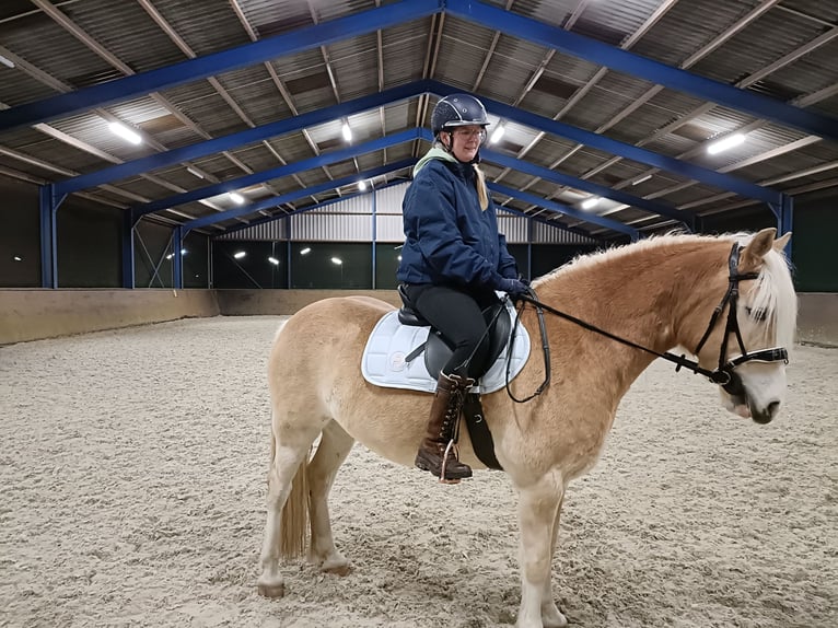 Haflinger Wallach 7 Jahre 152 cm Fuchs in Hengelo