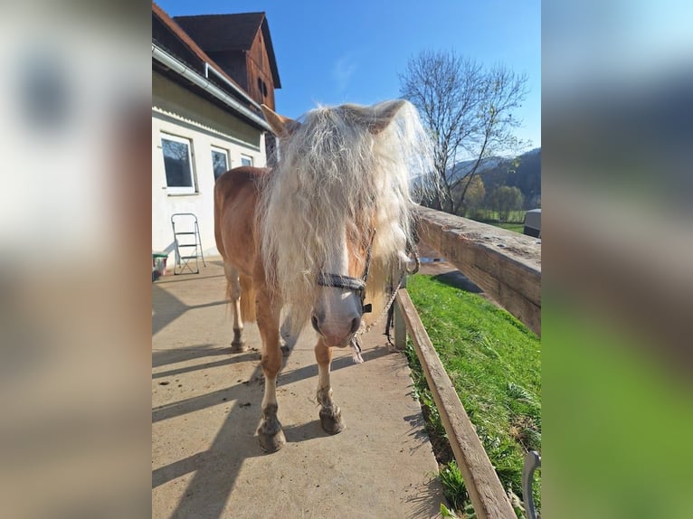Haflinger Wallach 7 Jahre 152 cm Fuchs in Wolfsberg