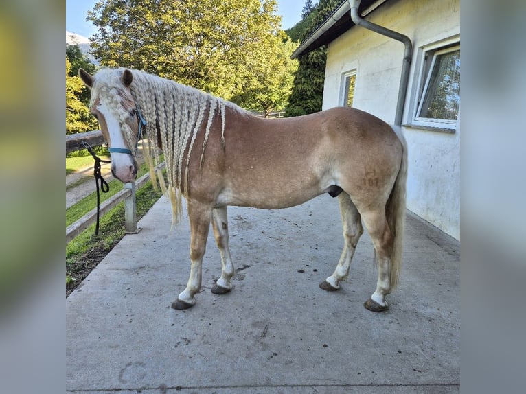 Haflinger Wallach 7 Jahre 152 cm Fuchs in Wolfsberg