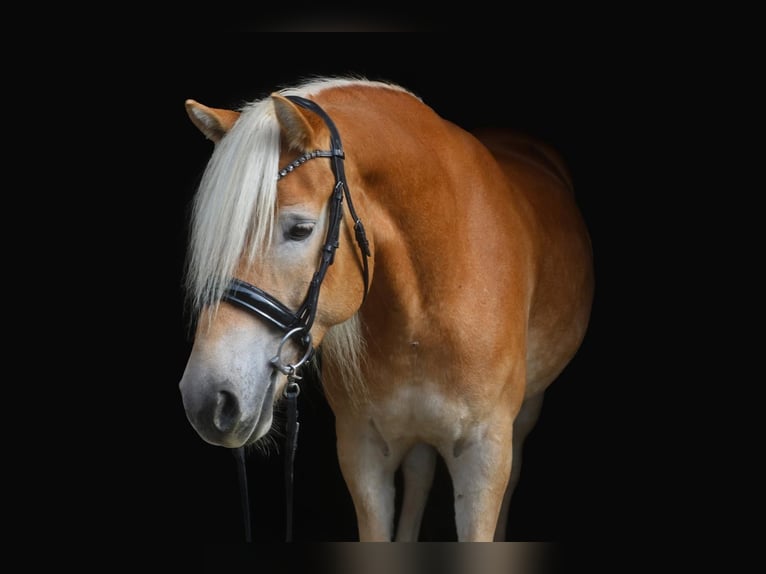 Haflinger Wallach 7 Jahre 153 cm Hellbrauner in Merklingen