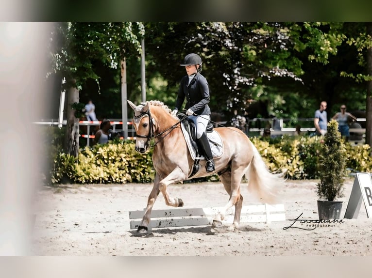 Haflinger Wallach 7 Jahre 154 cm Palomino in Wetter (Ruhr)