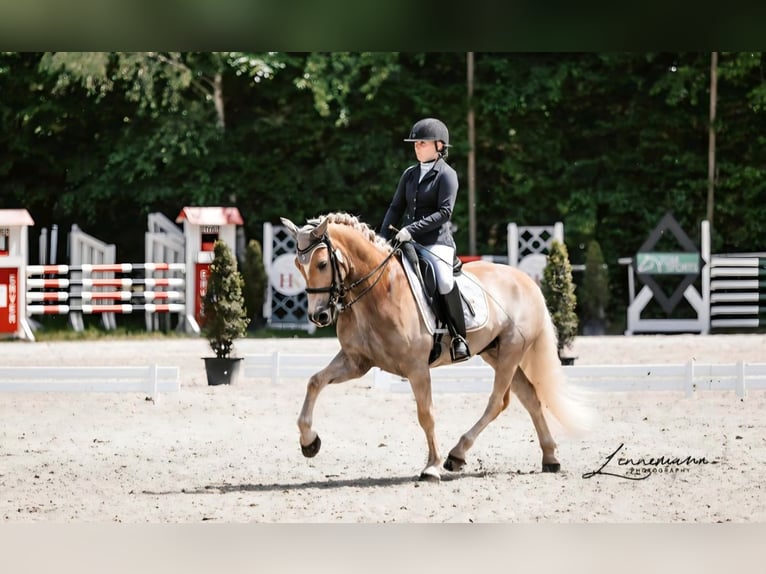 Haflinger Wallach 7 Jahre 154 cm Palomino in Wetter (Ruhr)