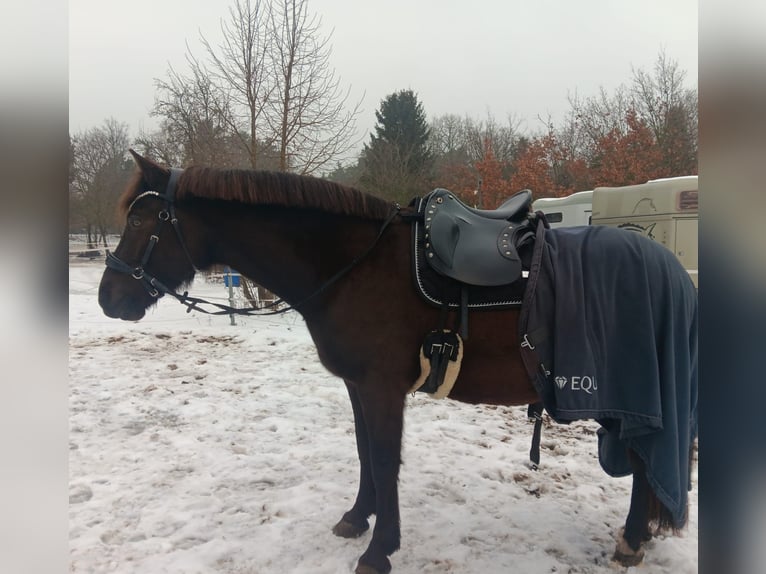 Haflinger Mix Wallach 7 Jahre 155 cm Dunkelfuchs in Schönebeck (Elbe)