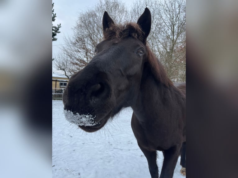 Haflinger Mix Wallach 7 Jahre 155 cm Dunkelfuchs in Schönebeck (Elbe)