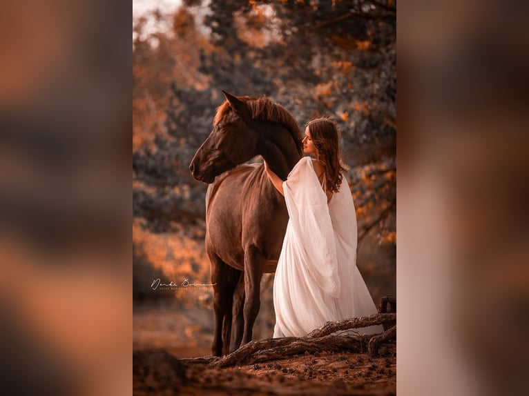Haflinger Mix Wallach 7 Jahre 155 cm Dunkelfuchs in Schönebeck (Elbe)