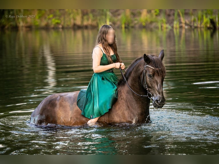 Haflinger Mix Wallach 7 Jahre 155 cm Dunkelfuchs in Schönebeck (Elbe)