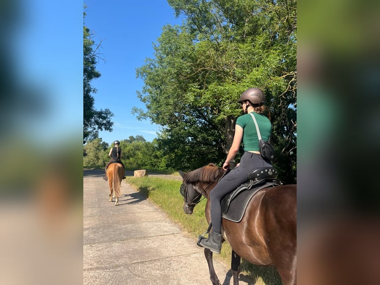 Haflinger Mix Wallach 7 Jahre 155 cm Dunkelfuchs in Schönebeck (Elbe)
