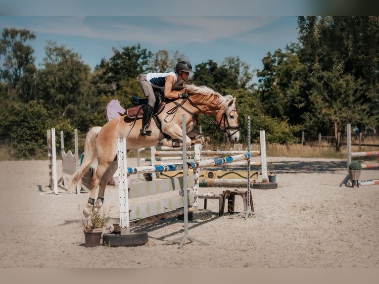 Haflinger Wallach 7 Jahre 155 cm Fuchs in Neu-Isenburg