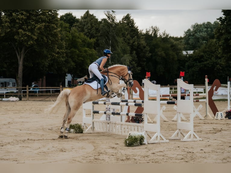 Haflinger Wallach 7 Jahre 155 cm Fuchs in Neu-Isenburg