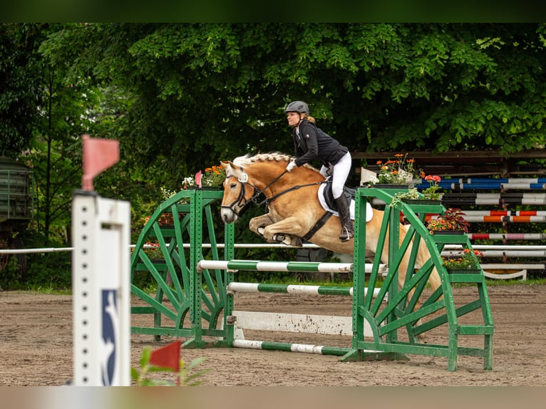 Haflinger Wallach 7 Jahre 155 cm Fuchs in Neu-Isenburg