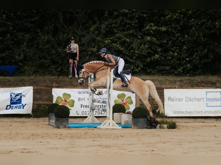 Haflinger Wallach 7 Jahre 155 cm Fuchs in Neu-Isenburg